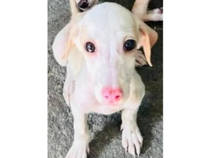 Cachorro raça SRD-ViraLata idade 2 a 6 meses nome Snow