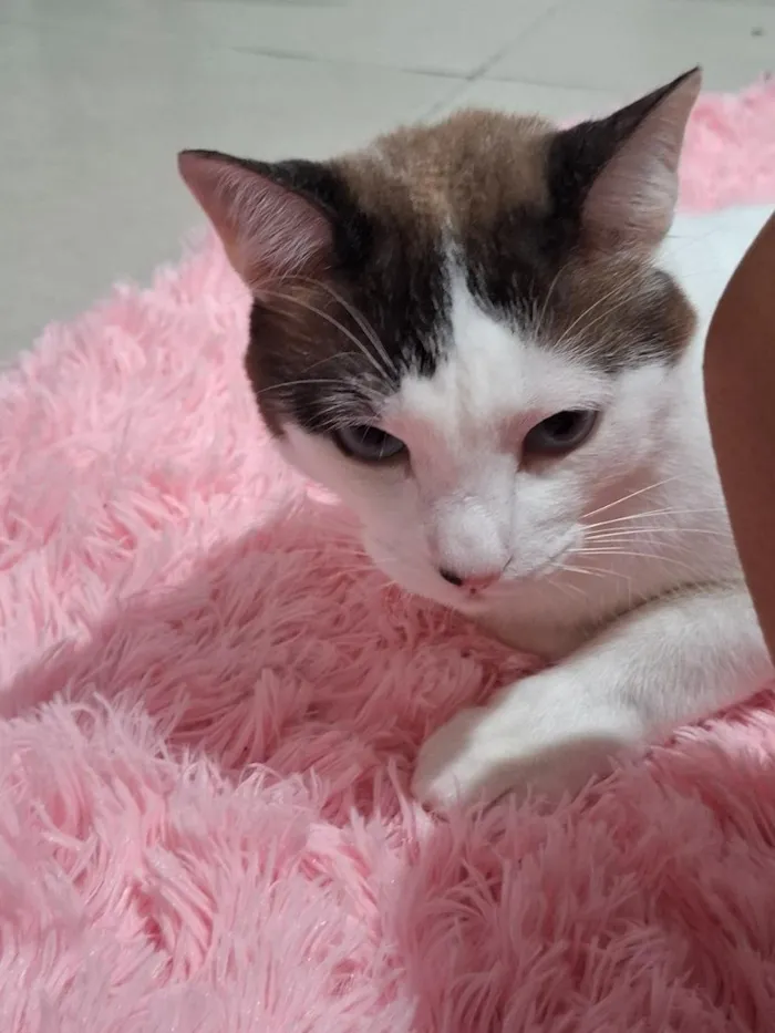 Gato raça SRD-ViraLata idade 2 anos nome Blue