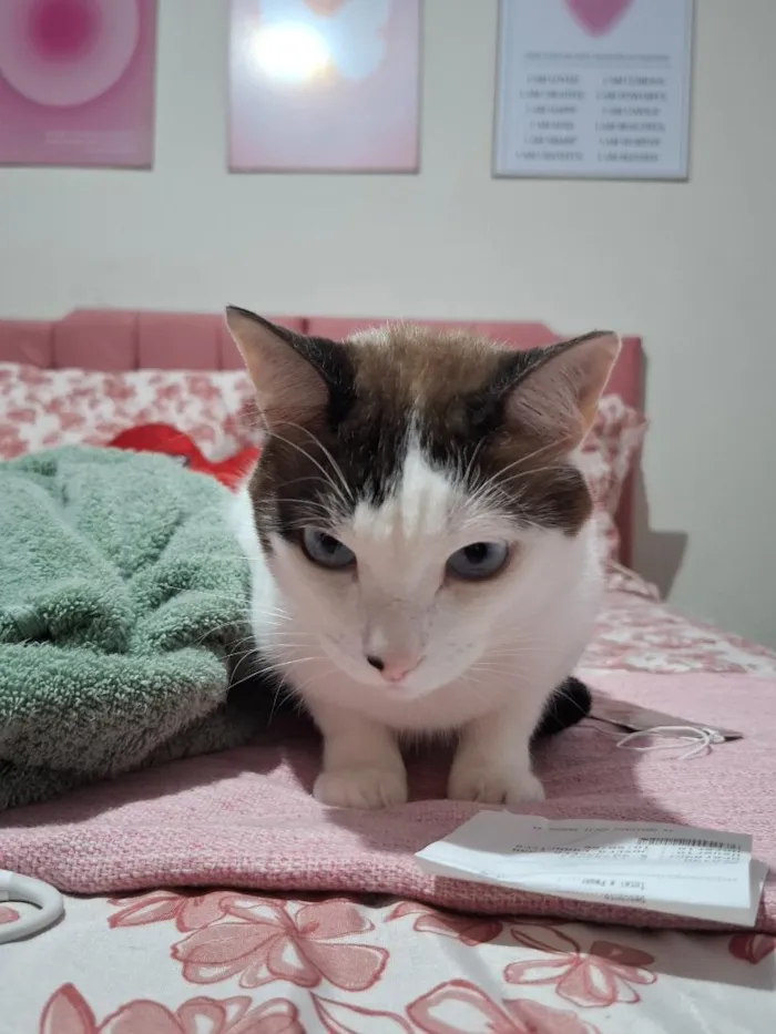 Gato raça SRD-ViraLata idade 2 anos nome Blue