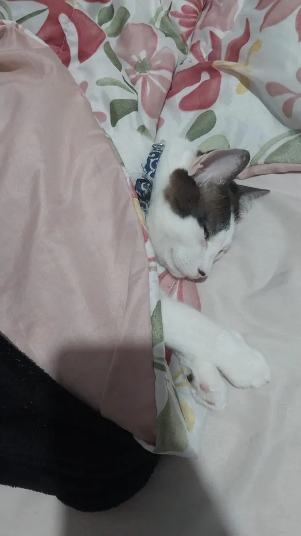 Gato raça SRD-ViraLata idade 2 anos nome Blue