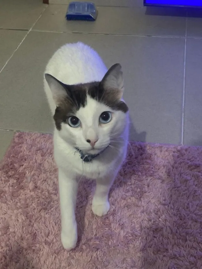 Gato raça SRD-ViraLata idade 2 anos nome Blue