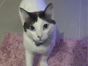 Gato raça SRD-ViraLata idade 2 anos nome Blue
