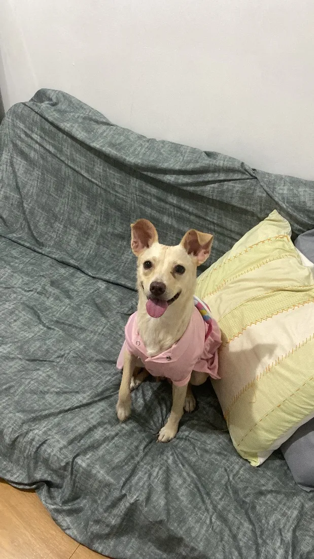 Cachorro raça SRD-ViraLata idade 2 anos nome Lindinha