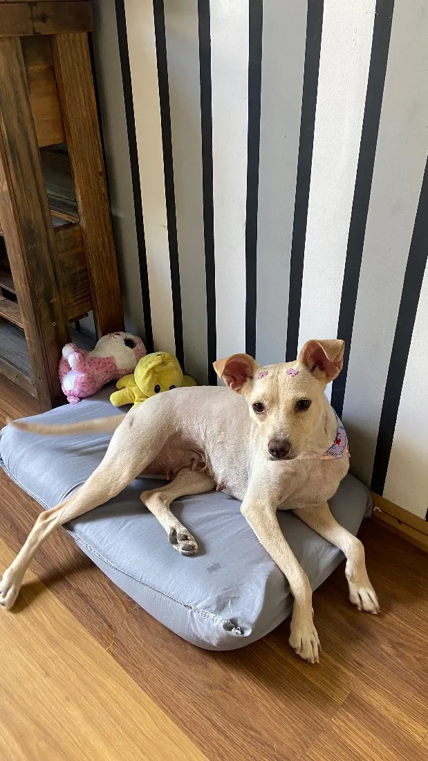 Cachorro raça SRD-ViraLata idade 2 anos nome Lindinha