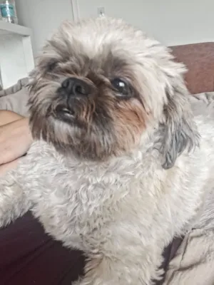 Cachorro raça Shitzu idade 3 anos nome Zeca