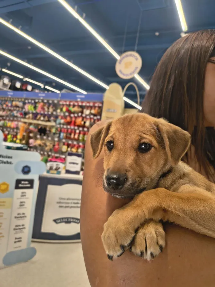 Cachorro raça SRD-ViraLata idade 2 a 6 meses nome Amora