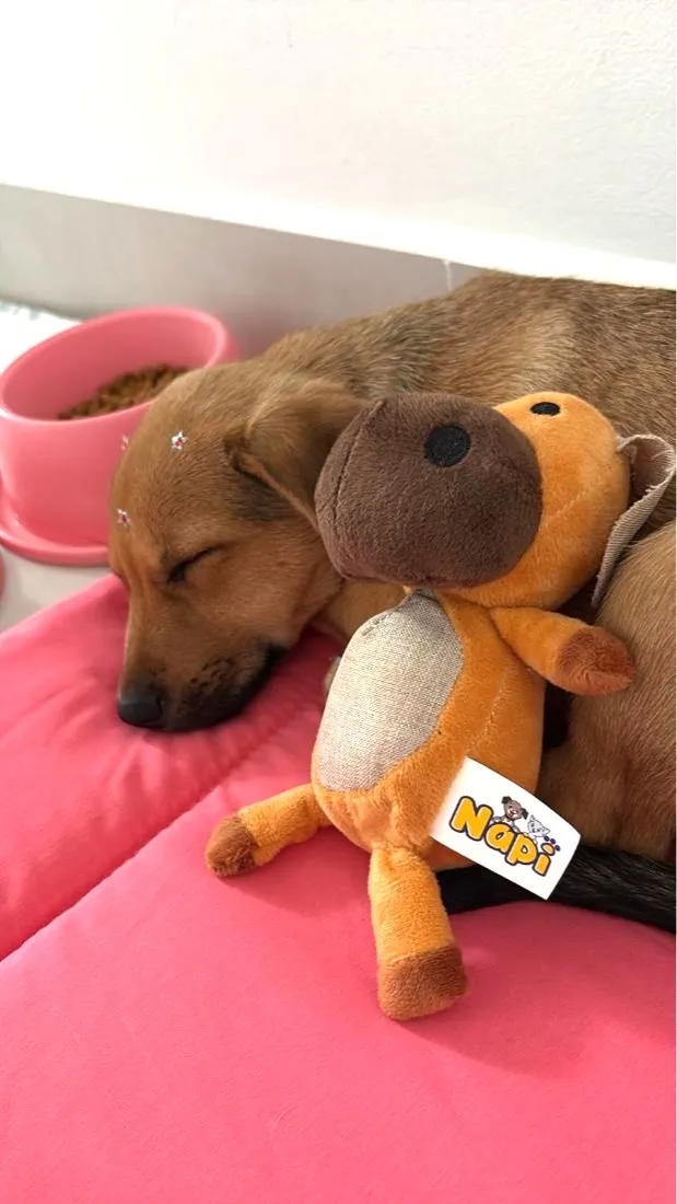 Cachorro raça SRD-ViraLata idade 2 a 6 meses nome Amora