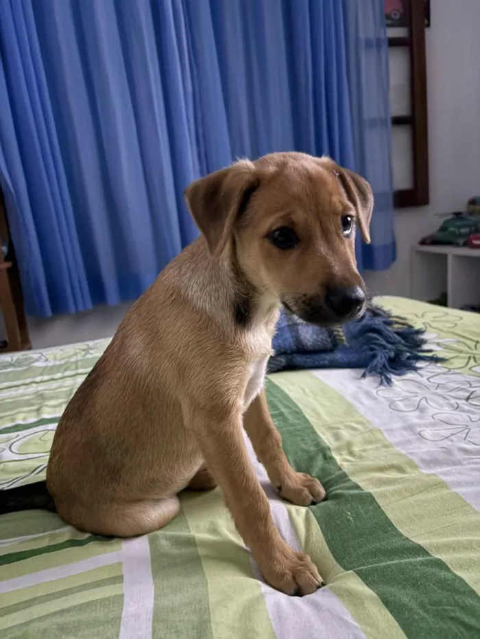 Cachorro raça SRD-ViraLata idade 2 a 6 meses nome Amora