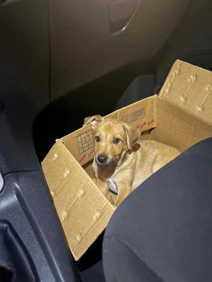 Cachorro raça SRD-ViraLata idade 2 a 6 meses nome Amora