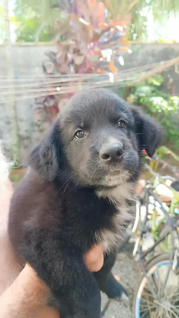 Cachorro raça SRD-ViraLata idade 2 a 6 meses nome Fofura01