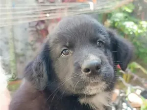 Cachorro raça SRD-ViraLata idade 2 a 6 meses nome Fofura01