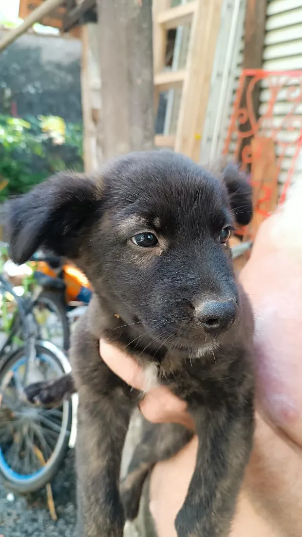 Cachorro raça SRD-ViraLata idade Abaixo de 2 meses nome Fofura02