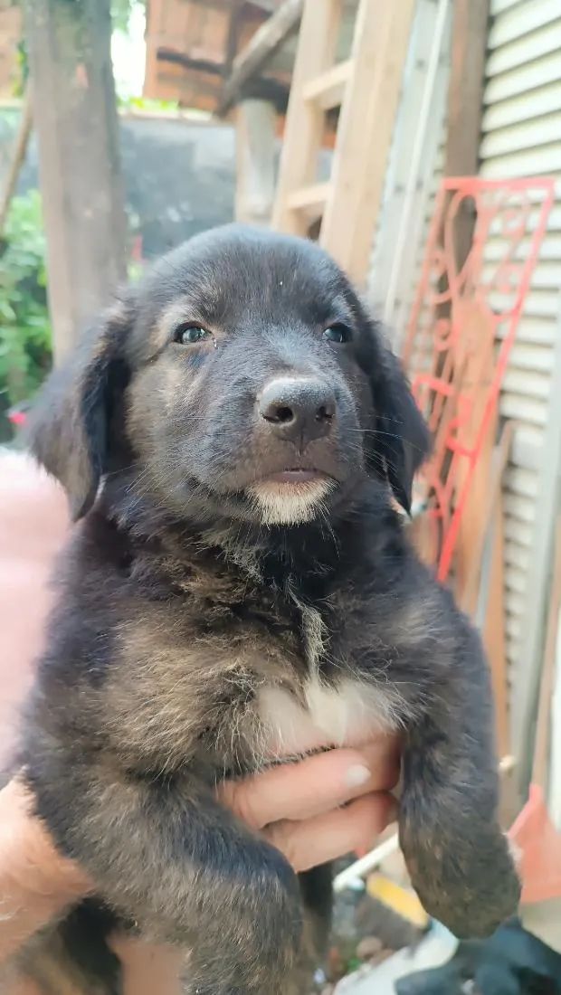 Cachorro raça SRD-ViraLata idade 2 a 6 meses nome Fofura03