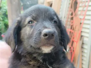 Cachorro raça SRD-ViraLata idade 2 a 6 meses nome Fofura03