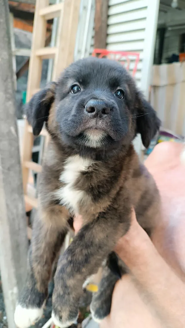 Cachorro raça SRD-ViraLata idade 2 a 6 meses nome Fofura04