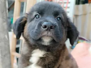 Cachorro raça SRD-ViraLata idade 2 a 6 meses nome Fofura04