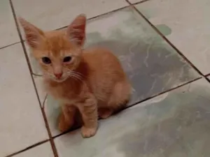 Gato raça SRD-ViraLata idade Abaixo de 2 meses nome loiro 