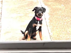 Cachorro raça SRD-ViraLata idade 2 anos nome Meg