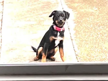 Cachorro raça SRD-ViraLata idade 2 anos nome Meg