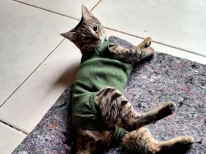 Gato raça SRD-ViraLata idade 2 a 6 meses nome Zoe