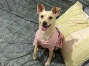 Cachorro raça SRD-ViraLata idade 2 anos nome Lindinha