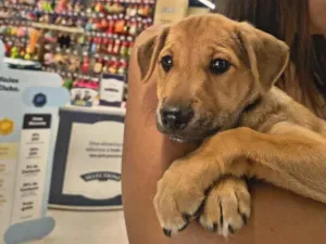 Cachorro raça SRD-ViraLata idade 2 a 6 meses nome Amora