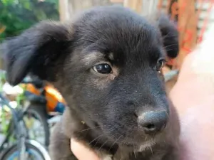 Cachorro raça SRD-ViraLata idade Abaixo de 2 meses nome Fofura02