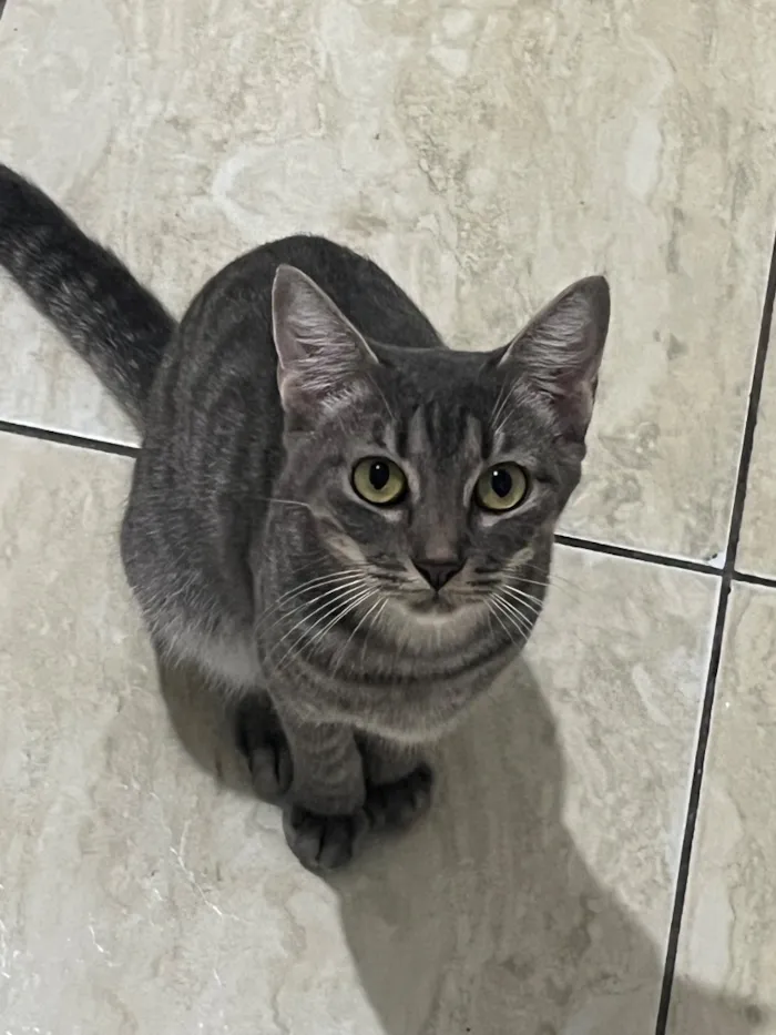 Gato raça SRD-ViraLata idade 2 anos nome Luna 
