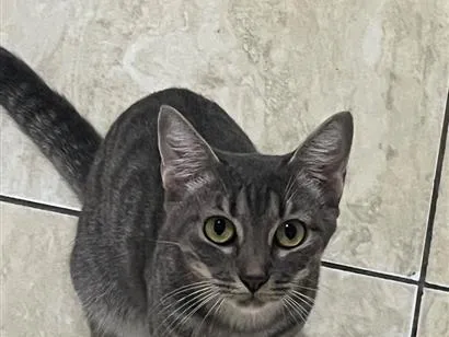 Gato raça SRD-ViraLata idade 2 anos nome Luna 