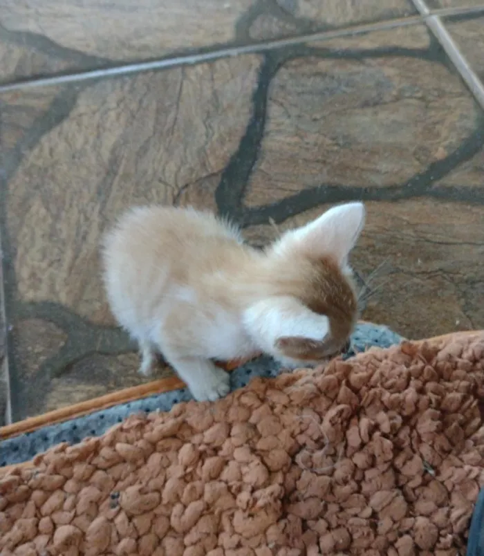 Gato raça SRD-ViraLata idade 2 a 6 meses nome Sem nome 