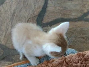 Gato raça SRD-ViraLata idade 2 a 6 meses nome Sem nome 