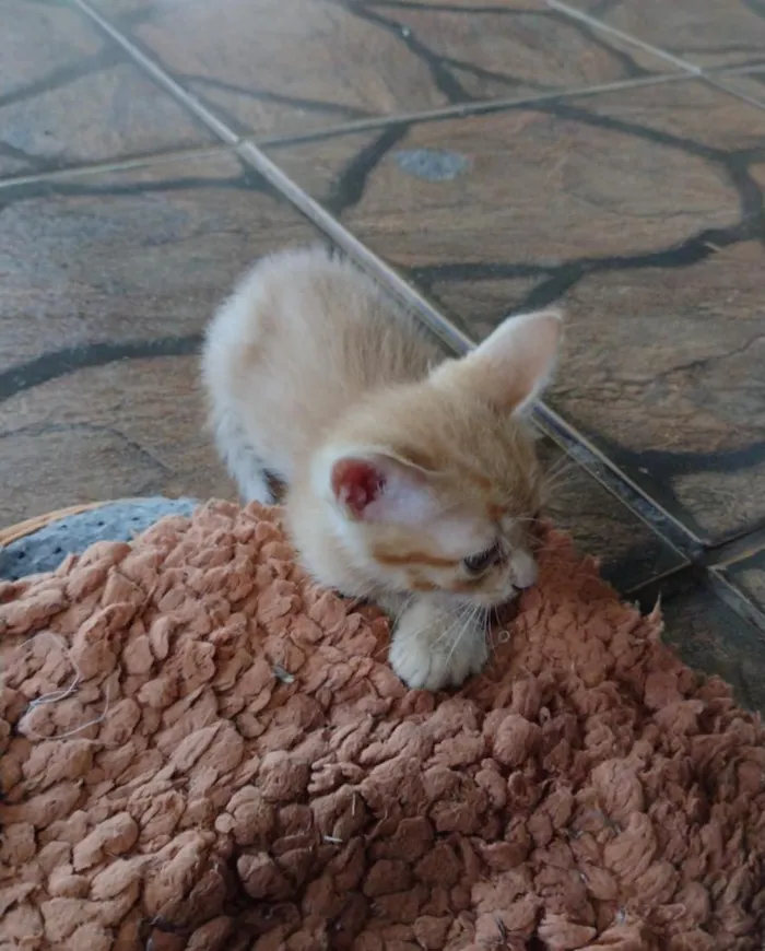 Gato raça SRD-ViraLata idade Abaixo de 2 meses nome Sem nome 