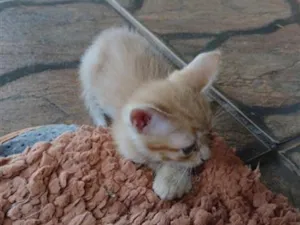 Gato raça SRD-ViraLata idade Abaixo de 2 meses nome Sem nome 