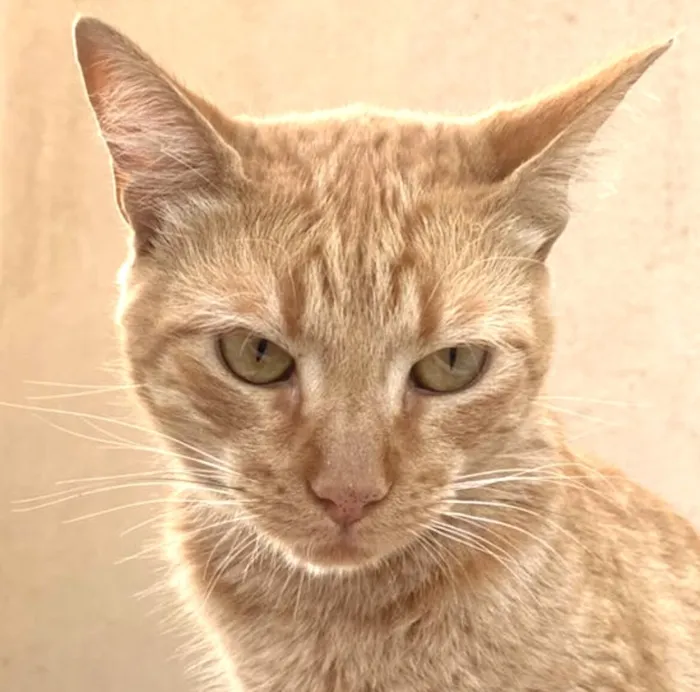 Gato raça SRD-ViraLata idade 7 a 11 meses nome Milo 