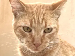 Gato raça SRD-ViraLata idade 7 a 11 meses nome Milo 