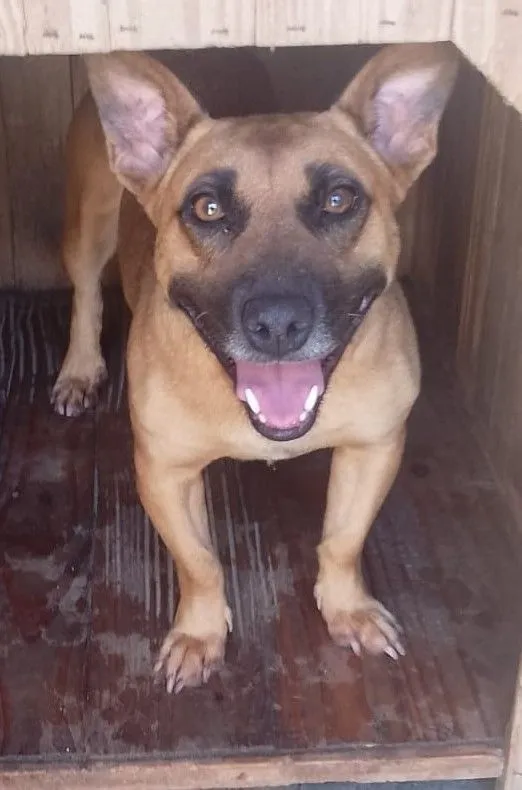 Cachorro raça SRD-ViraLata idade 2 anos nome PÉROLA