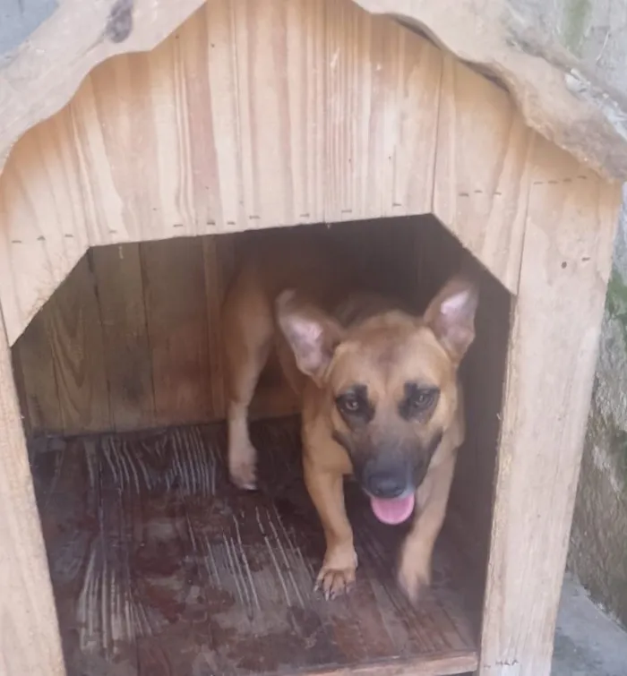 Cachorro raça SRD-ViraLata idade 2 anos nome PÉROLA