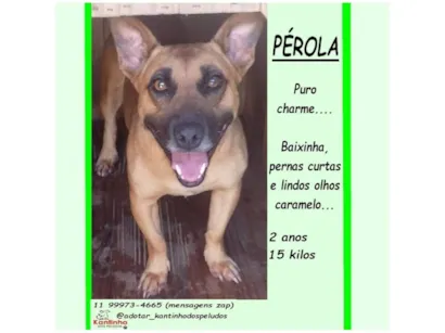 Cachorro raça SRD-ViraLata idade 2 anos nome PÉROLA