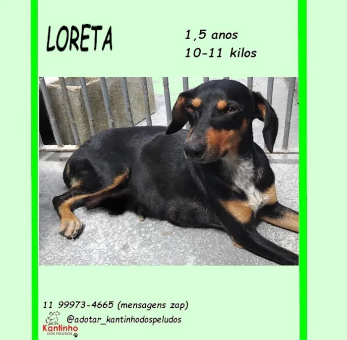 Cachorro raça SRD-ViraLata idade 1 ano nome LORETA