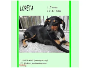Cachorro raça SRD-ViraLata idade 1 ano nome LORETA