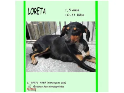 Cachorro raça SRD-ViraLata idade 1 ano nome LORETA