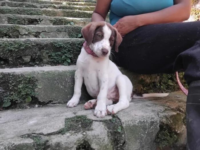 Cachorro raça SRD-ViraLata idade 2 a 6 meses nome FOFUCHONA