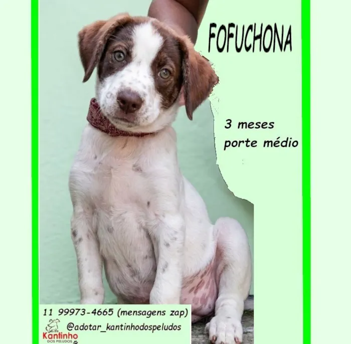 Cachorro raça SRD-ViraLata idade 2 a 6 meses nome FOFUCHONA