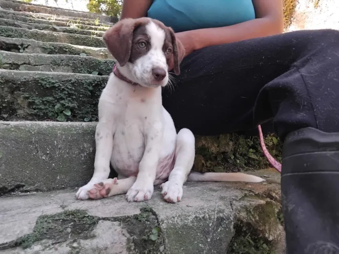 Cachorro raça SRD-ViraLata idade 2 a 6 meses nome FOFUCHONA