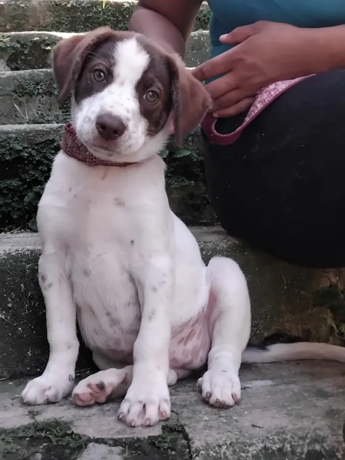 Cachorro raça SRD-ViraLata idade 2 a 6 meses nome FOFUCHONA