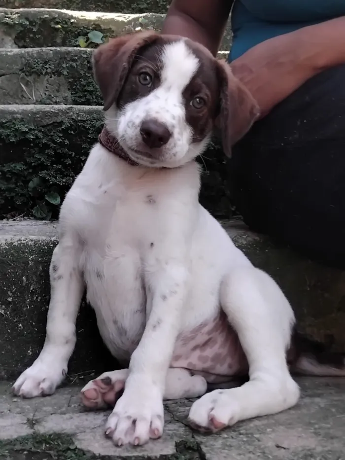 Cachorro raça SRD-ViraLata idade 2 a 6 meses nome FOFUCHONA