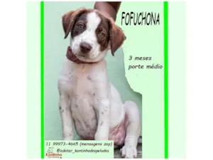 Cachorro raça SRD-ViraLata idade 2 a 6 meses nome FOFUCHONA
