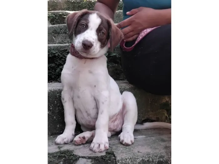 Cachorro raça SRD-ViraLata idade 2 a 6 meses nome FOFUCHONA