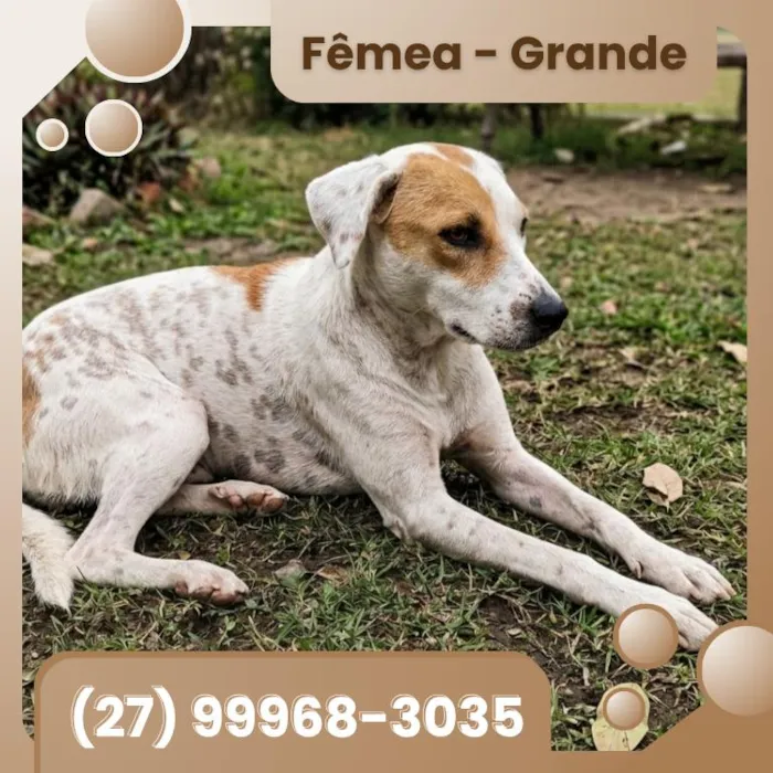 Cachorro raça SRD-ViraLata idade 2 anos nome Branquela