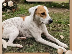 Cachorro raça SRD-ViraLata idade 2 anos nome Branquela